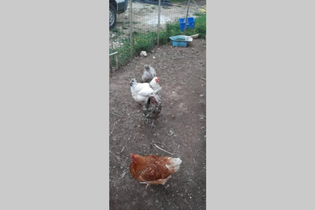 16Bis 1Ch, 2-4Pers, Jardin Les Gites Bigoudens Ploneour-Lanvern Luaran gambar